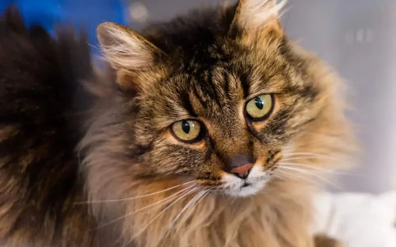 Domestic Longhair Kedi Irkı Özellikleri, Karakteri, Bakımı ve Beslenmesi